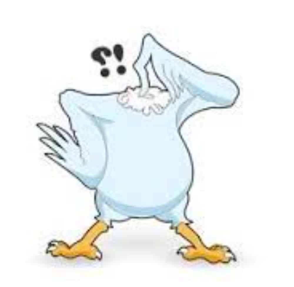 como pollo sin cabeza