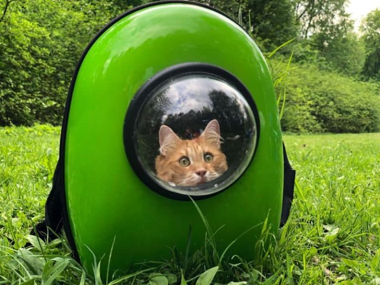 Qué se puede llevar en el equipaje facturado mascota_facturado (1)